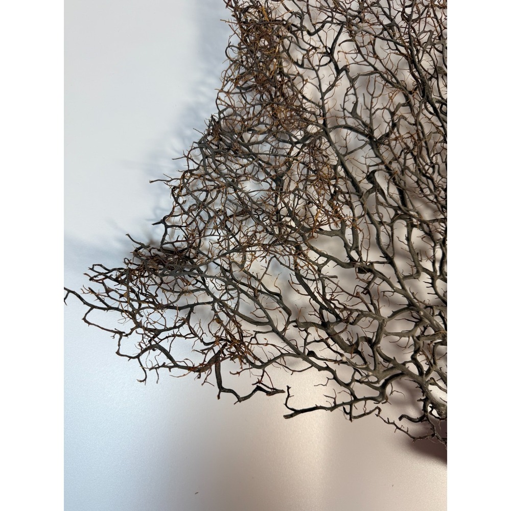 Gorgonia Sea Fan Costal Decor Item Vintage 18" x 18" ***BIG*** - Picture 6 of 9
